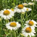 Echinacea 'White Meditation'