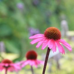 Echinacea 'Sensation Pink'