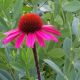 Echinacea 'Sensation Pink'