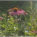 Echinacea purpurea 'Prairy Splendor'