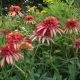 Echinacea 'Irresistible'