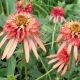 Echinacea 'Irresistible'