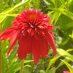 Echinacea 'Eccentric'