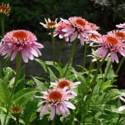 Echinacea 'Butterfly KIsses'
