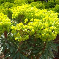 Euphorbia x 'Mini Martinii'