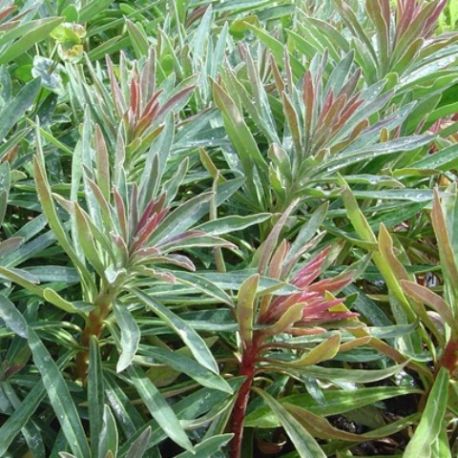 Euphorbia x martinii 'Flame'