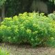 Euphorbia palustris 'Teichlaterne'