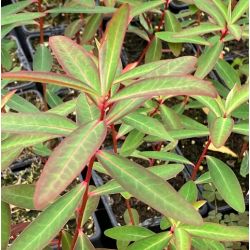 Euphorbia griffithii 'Beauty Orange'