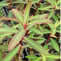 Euphorbia griffithii 'Beauty Orange'