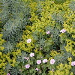 Euphorbia 'Copton Ash'