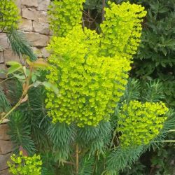 Euphorbia characias ssp wulfenii