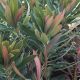Euphorbia characias 'Galaxy Glow'