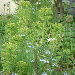 Euphorbia characias