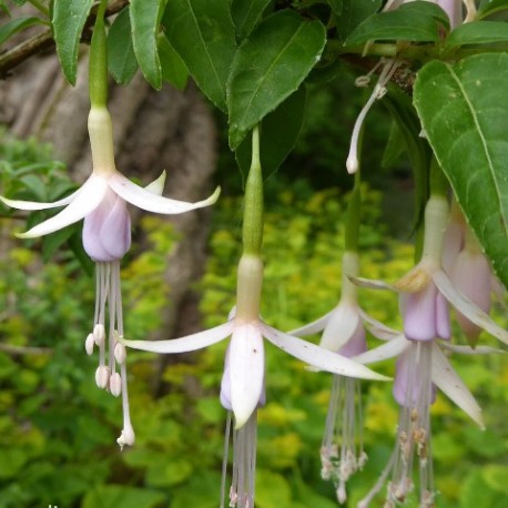 Fuchsia magellanica var. molinae