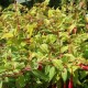 Fuchsia magellanica 'Doré'