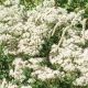 Eupatorium perfoliatum