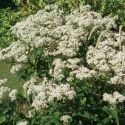 Eupatorium perfoliatum