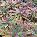 Euphorbia  'Ascot Rainbow'