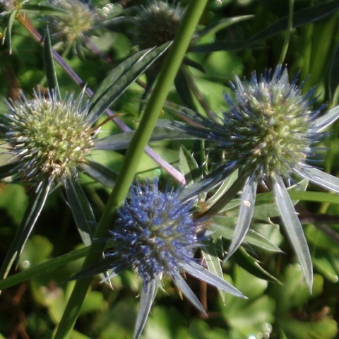 Chardon Bleu Des Pyrennées - Eryngium Bourgatii - Le Jardin Du Pic Vert