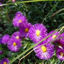 Erigeron speciosus  'Nachthimmel'