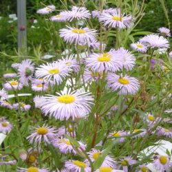 Erigeron 'Quakeress'