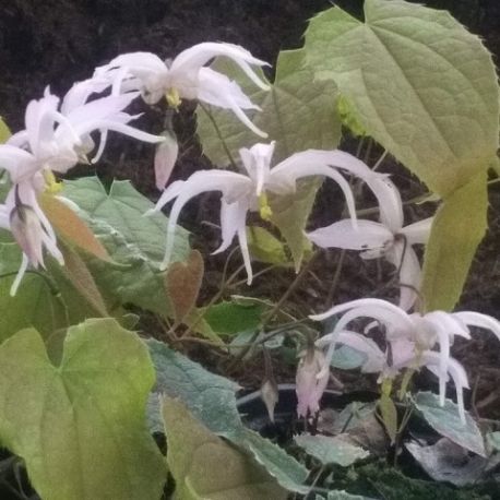 Epimedium leptorrhizum