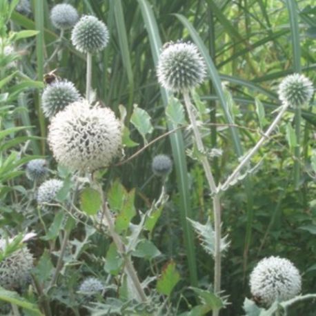 Echinops bannaticus 'Star frost'