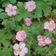 Geranium x riversleaianum 'Mavis Simpson'