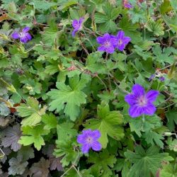 Geranium wlassovianum 'Crug farm form'