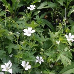 Geranium versicolor 'Snow White'