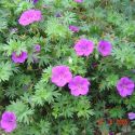 Geranium 'Tiny Monster'