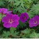 Geranium 'Tiny Monster'