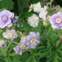 Geranium pratense 'Summer Skies'