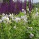 Geranium pratense 'Splish Splash'