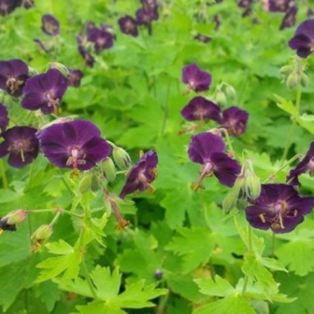 Geranium phaeum 'Raven'