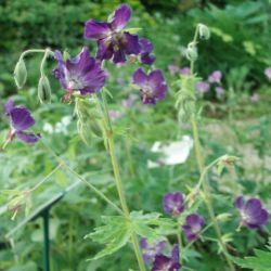 Geranium phaeum 'Lily Lovel'