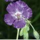 Geranium phaeum 'Lily Lovel'