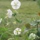 Geranium phaeum 'Album'