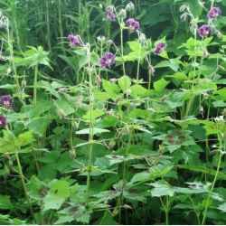 Geranium phaeum 'Adoué'