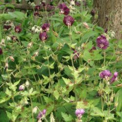 Geranium phaeum