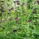 Geranium phaeum