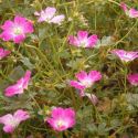 Geranium 'Orkney Cherry'