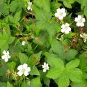 Geranium nodosum 'Silver wood'