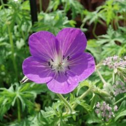 Geranium 'Nimbus'