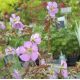 Geranium maculatum 'Expresso'