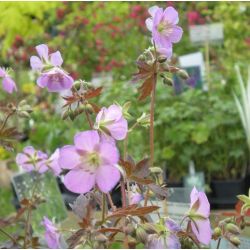 Geranium maculatum 'Expresso'