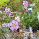 Geranium maculatum 'Expresso'