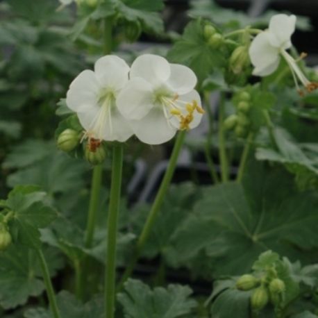 Geranium macrorrhizum 'White Ness'