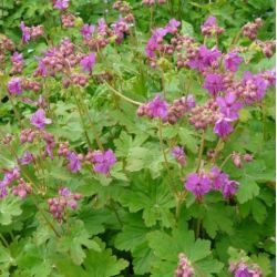 Geranium macrorrhizum 'Czakor'