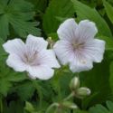 Geranium himalayense 'Derrick Cook'